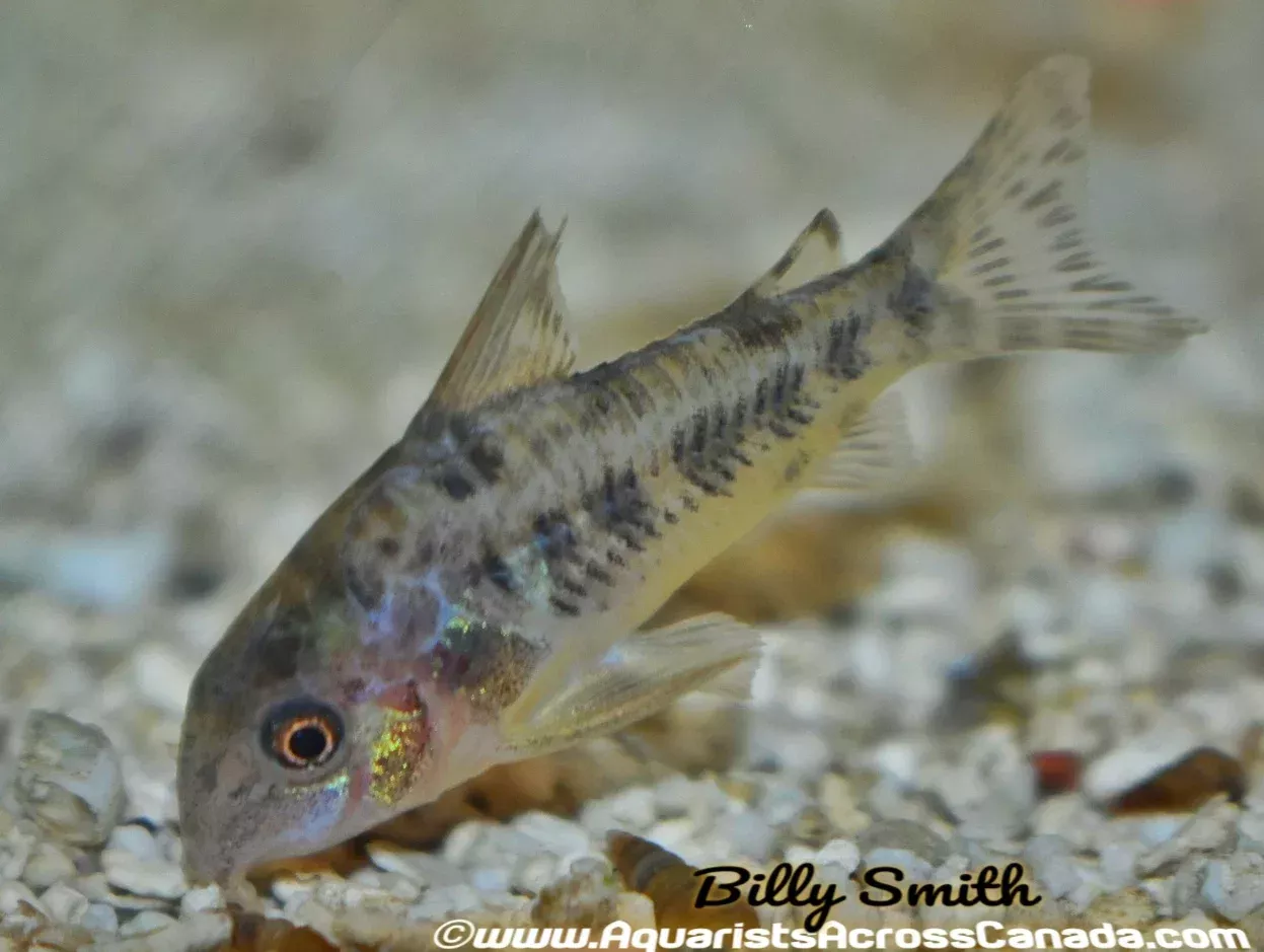 PEPPERED CORYDORA (Corydoras paleatus)
