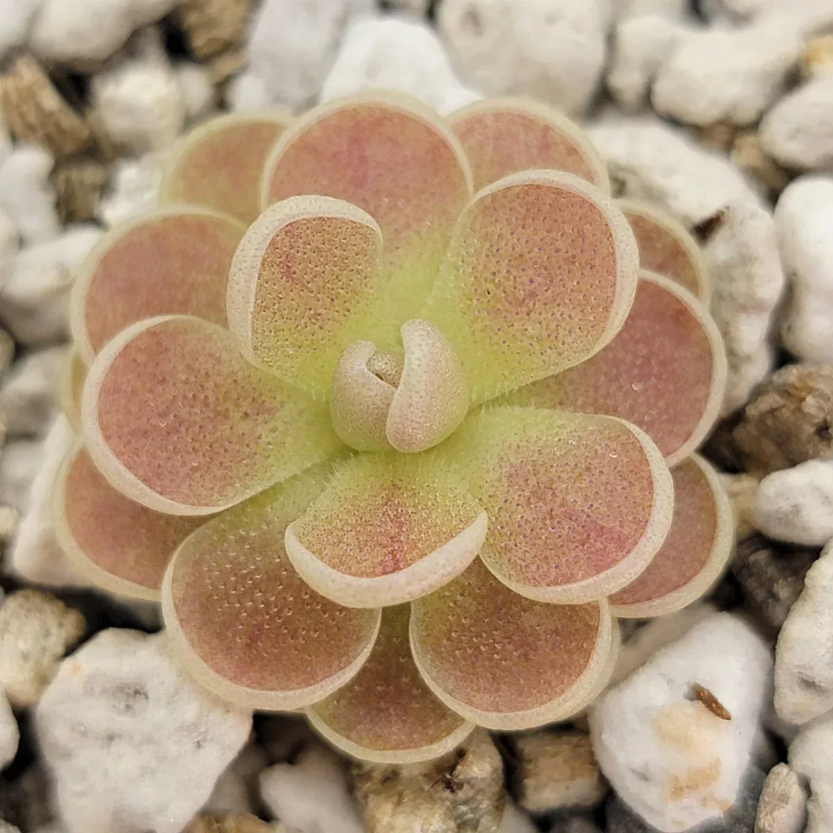 Pinguicula spec. "Minas des Asbestos"