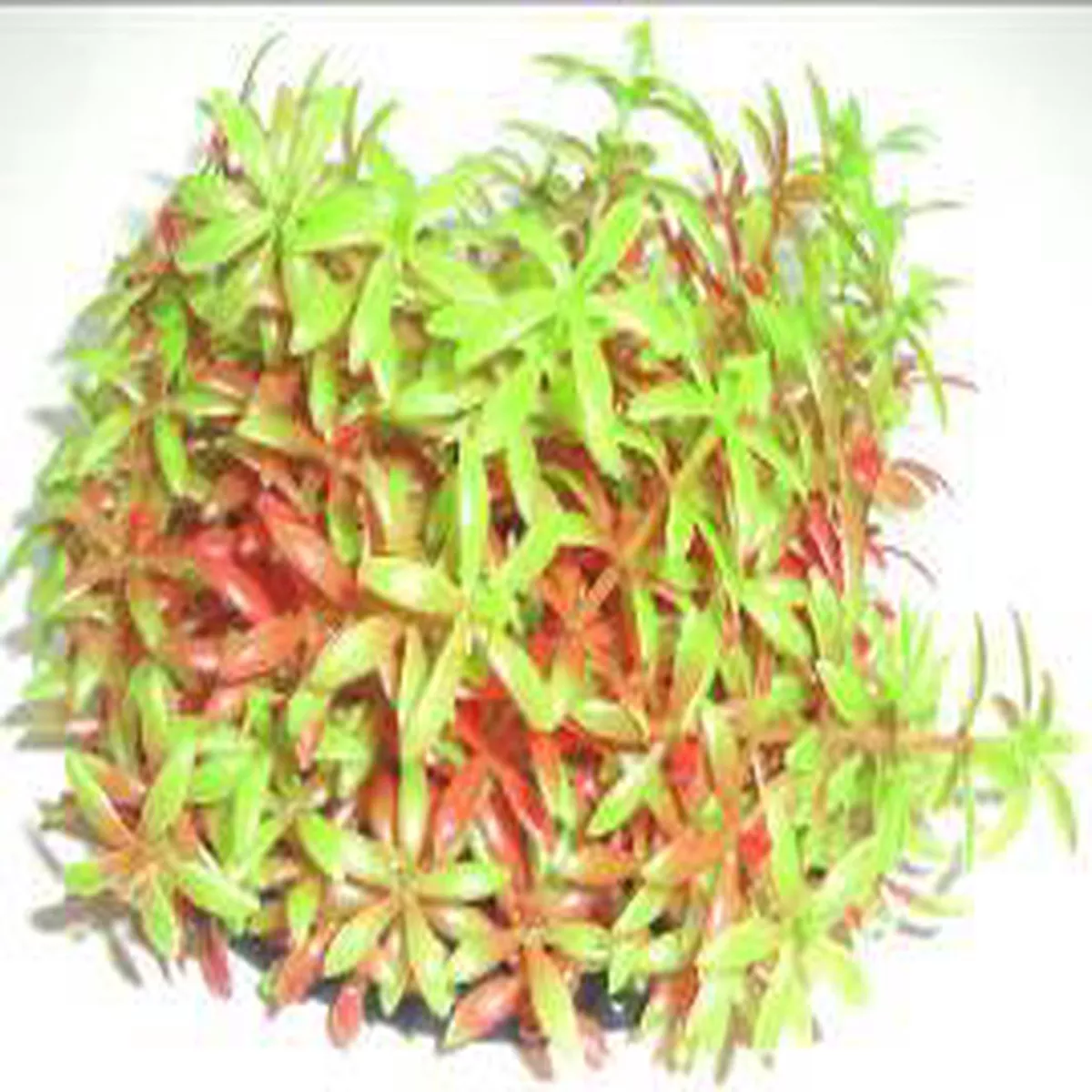 PLASTIC BUSH RED & GREEN 9cm