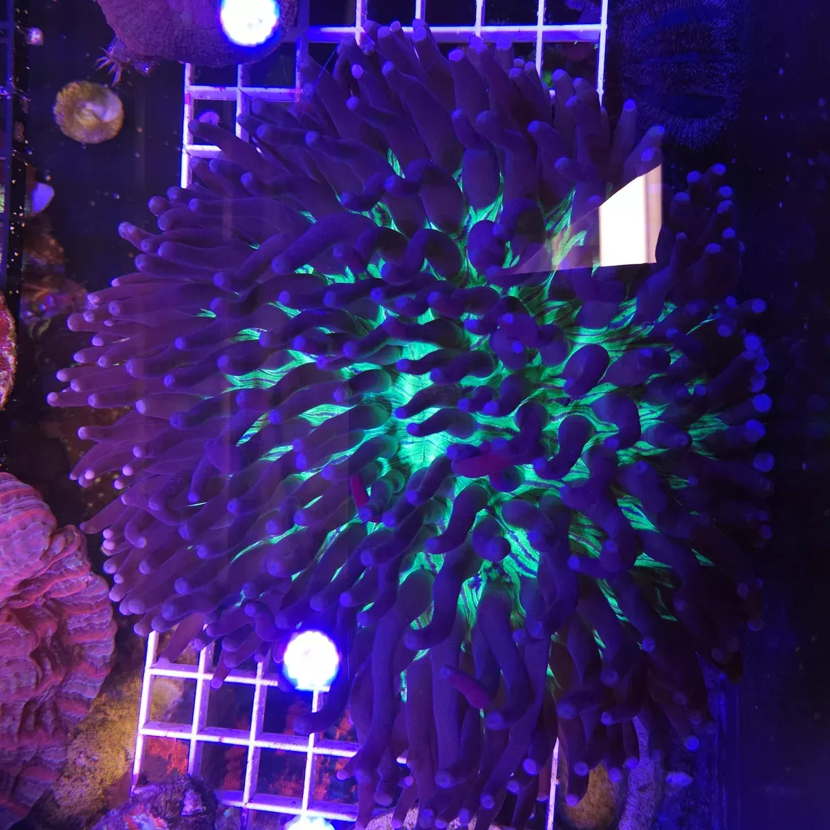 Plate Coral – Long Tentacle XXL