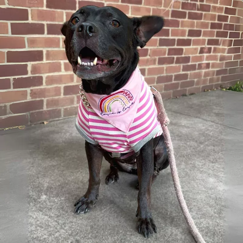 Pretty In Pink Comfort Tee