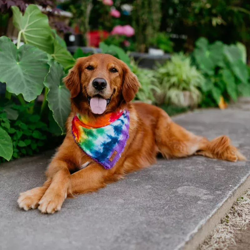 The Pride Bandana
