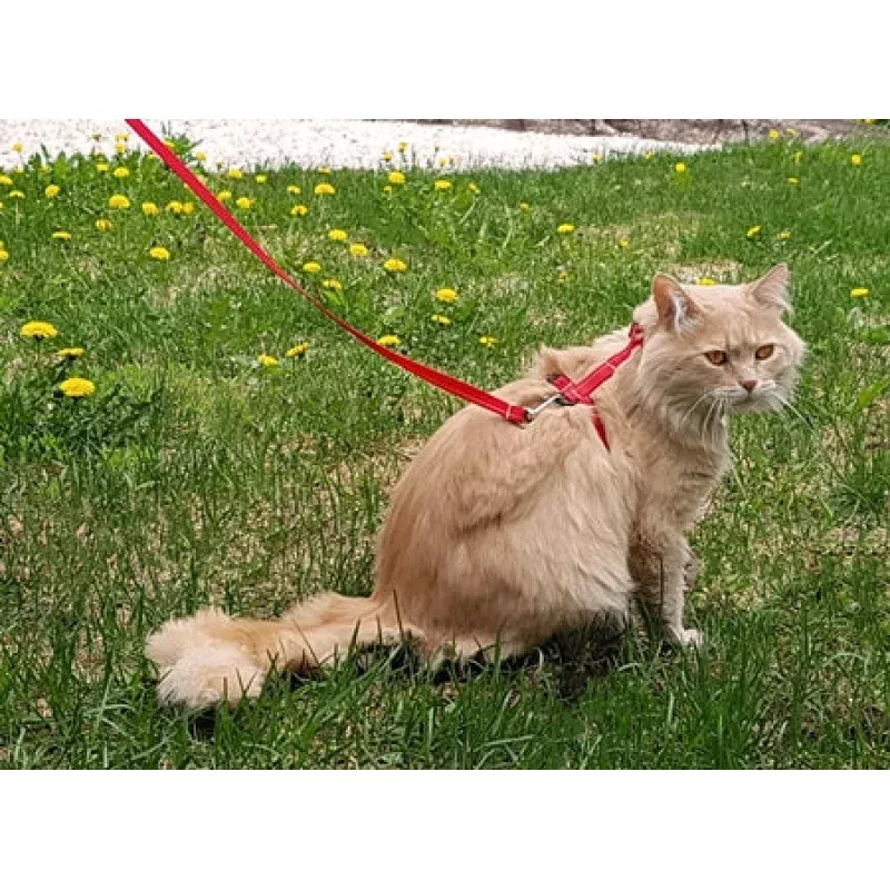Primary Kitty Leash 6' BLACK