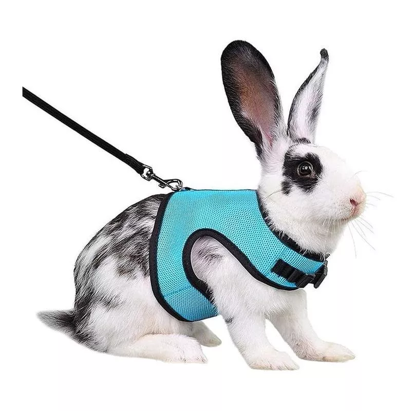 Rabbit Harness Blue