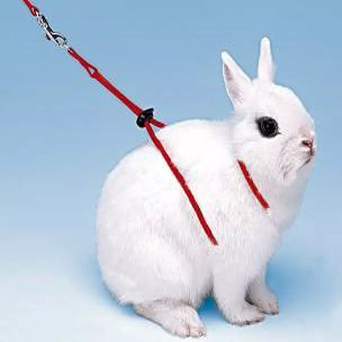 RABBIT HARNESS NY RAB