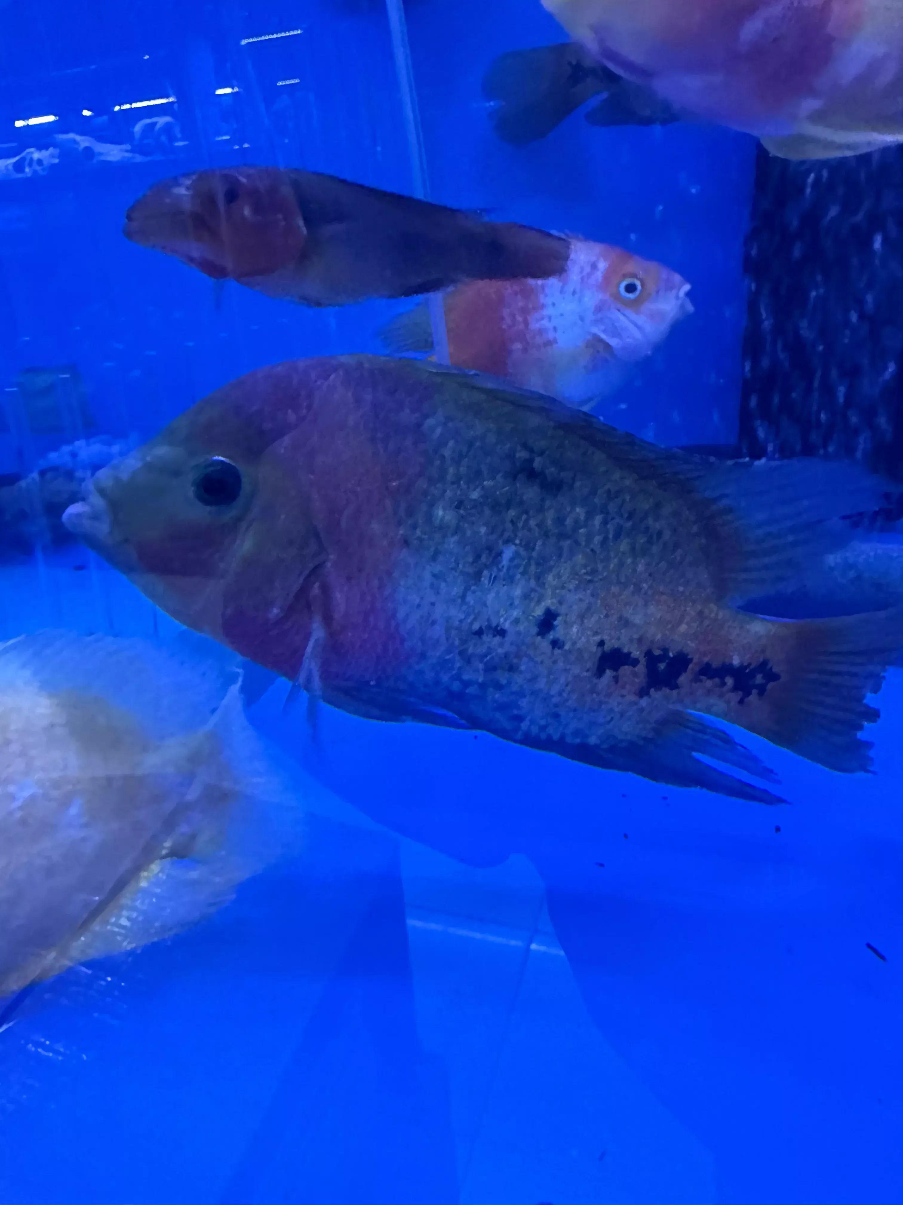 Redhead cichlid (Vieja synspilum)