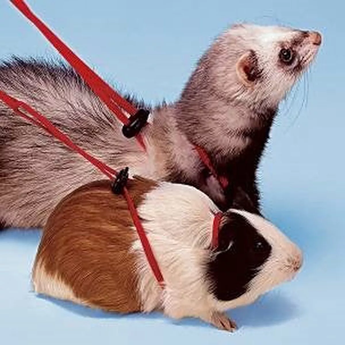 RODENTS HARNESS NY ROD