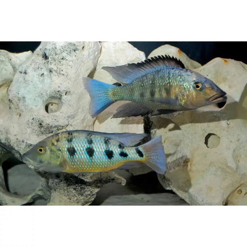 Rostratus Cichlid