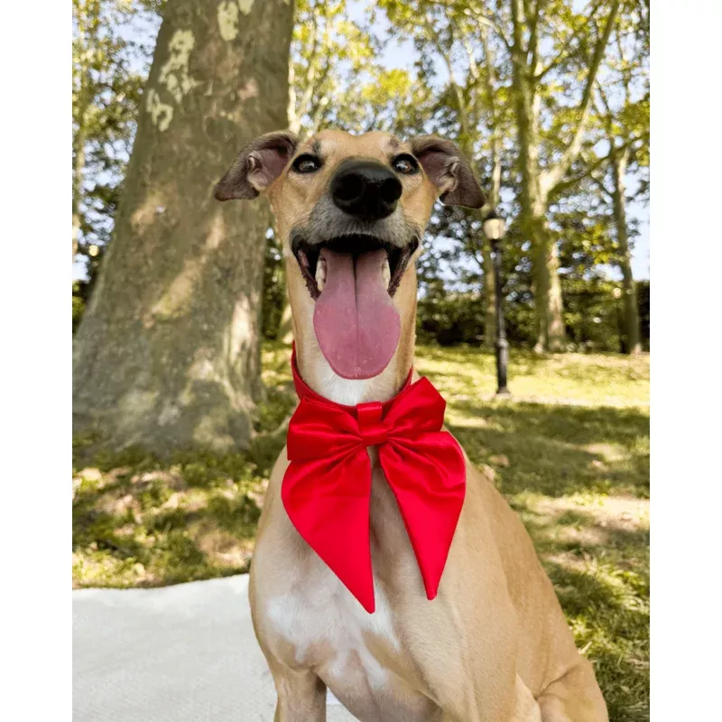Satin Collar Bow - Cherry Cherry