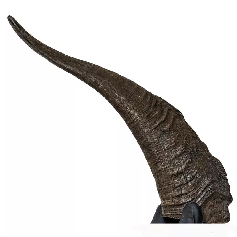 Scott & Dan’s Goat Horn with Marrow XL