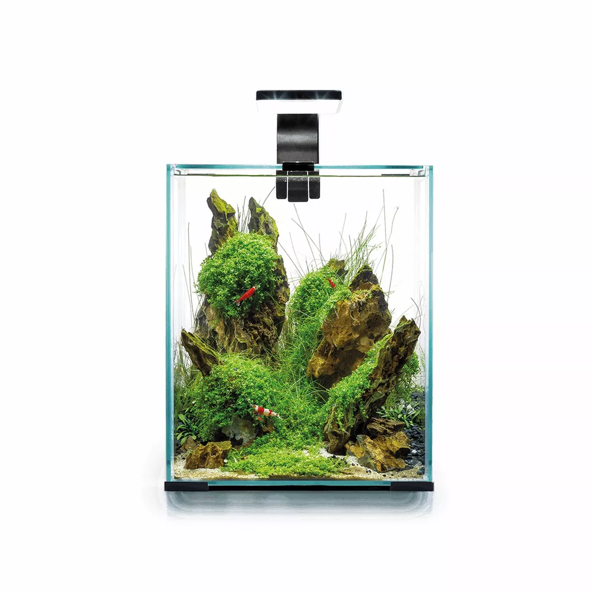 SHRIMP SET SMART 30