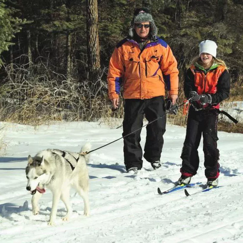 SKI-JORING BELT LARGE
