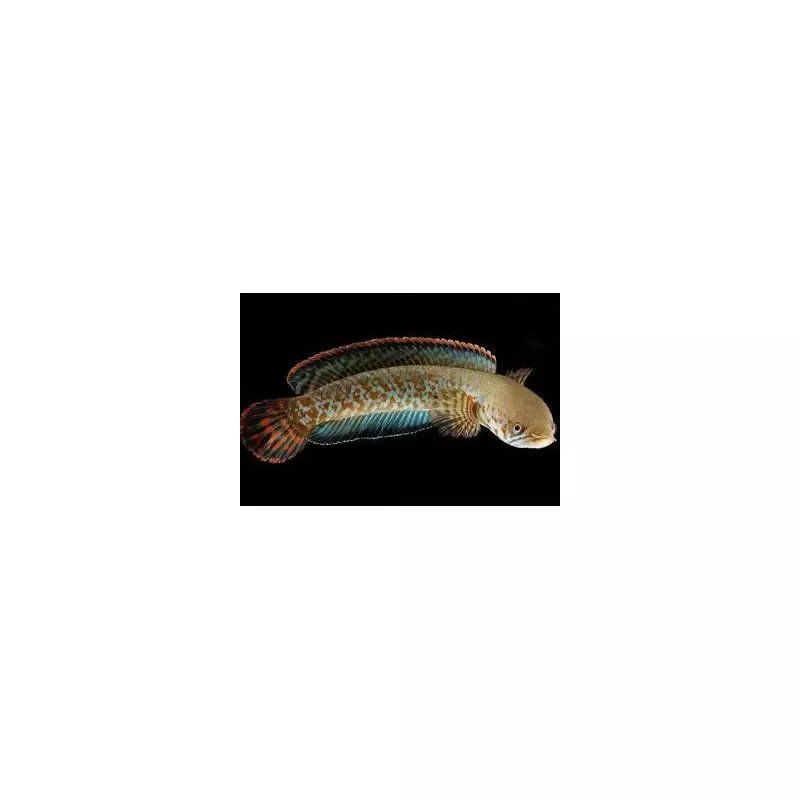 Snake head Channa