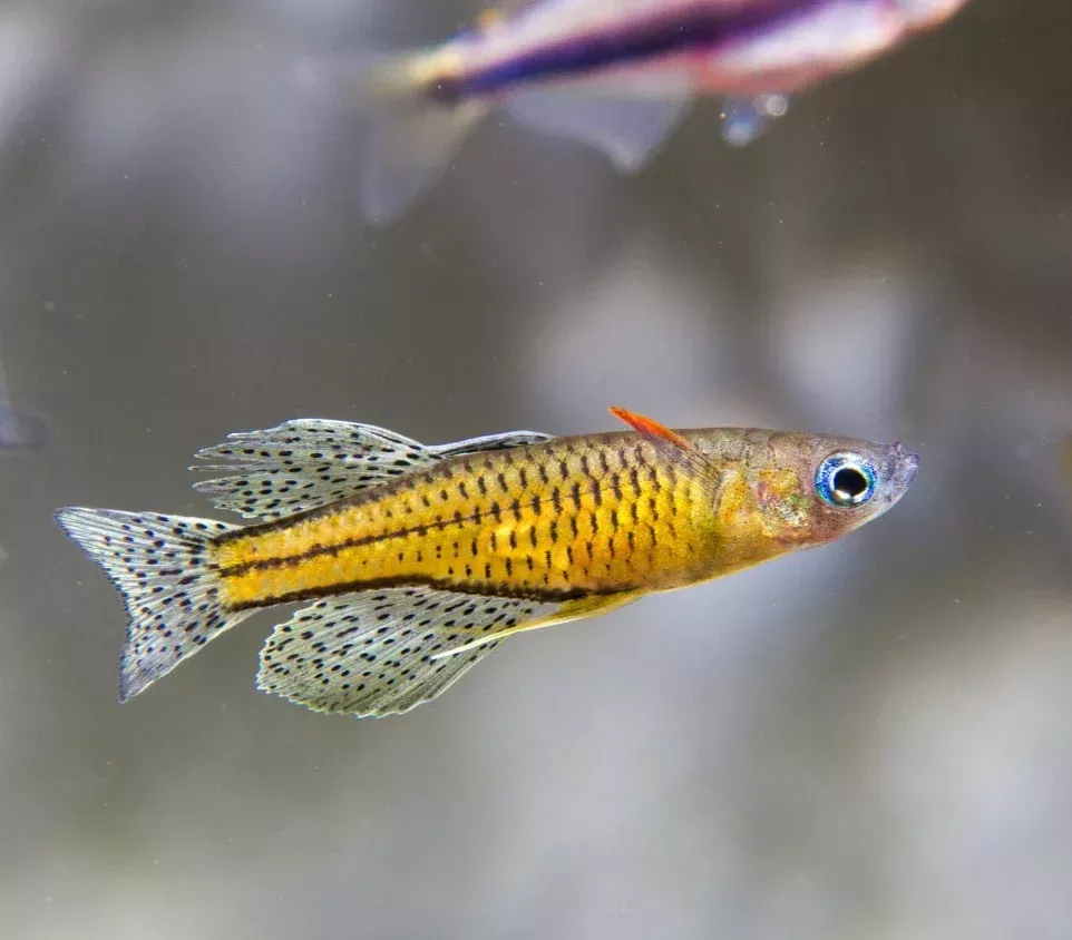 Spotted Blue-Eye Rainbowfish