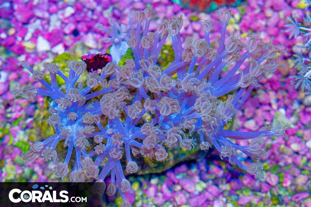 STARLIGHT CESPITULARIA Colony!
