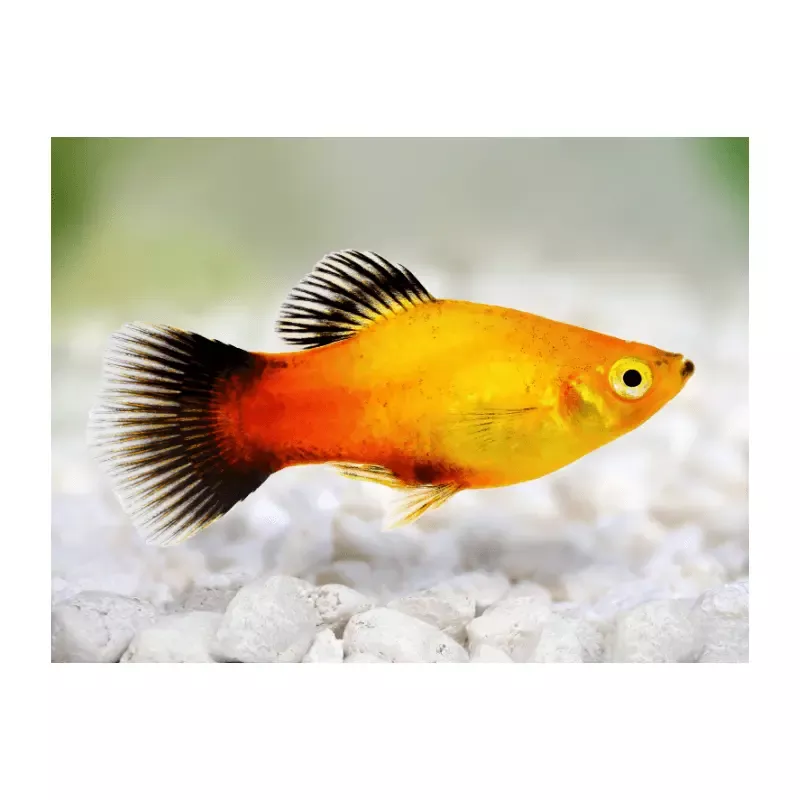 SUN Platy