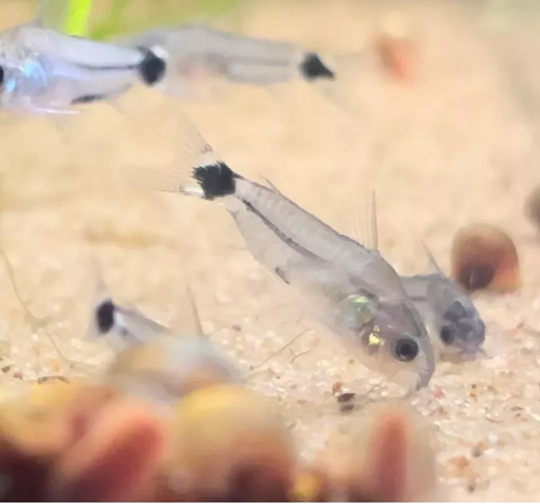 Tail Spot Pygmy Cory