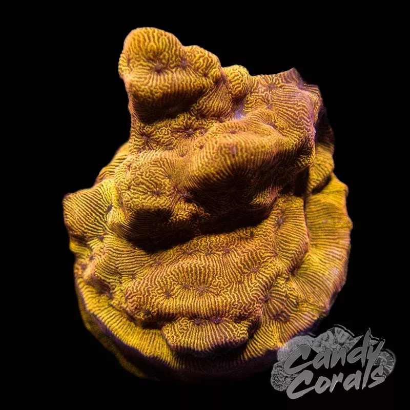 Tangerine Lepto Frag B4