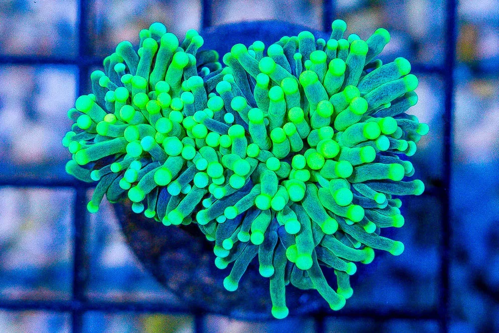 Torch FRAG Fiji Green/Yellow Tips