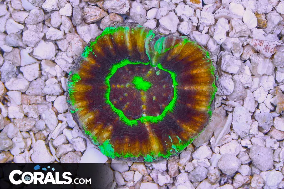 UFO Scolymia – Australia RARE