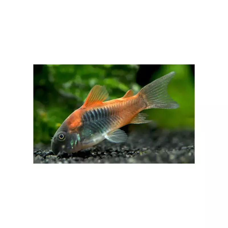 Venezuelan corydoras