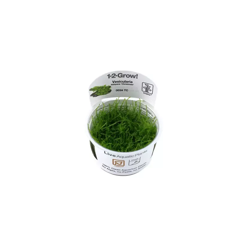 Vesicularia montagnei moss 1-2-Grow Difficulty- Medium