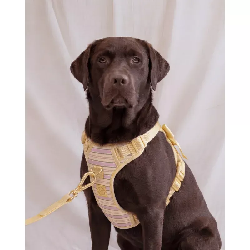 Wander! Bow Harness 2.0 - Lemonade Stripe Lemonade Stripe