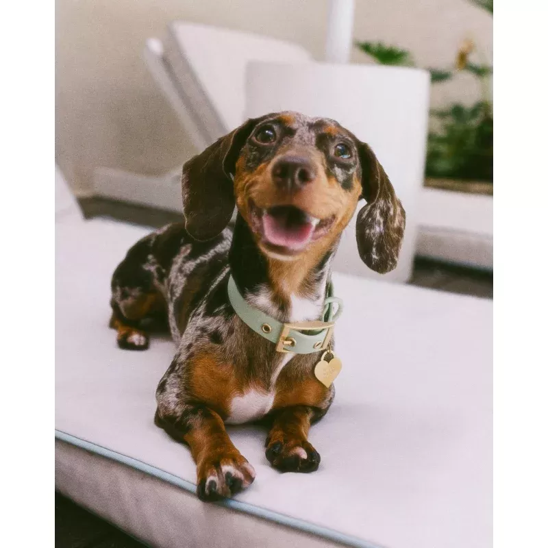 Wander! Collar 2.0 - Matcha Matcha