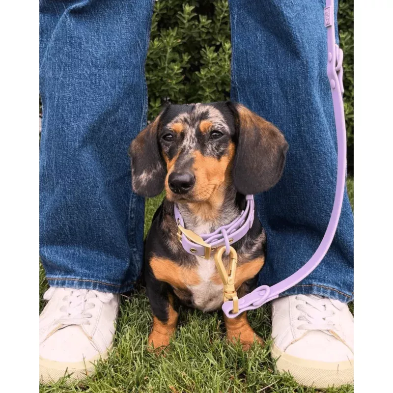 Wander! Waterproof Collar - Lilac Lilac