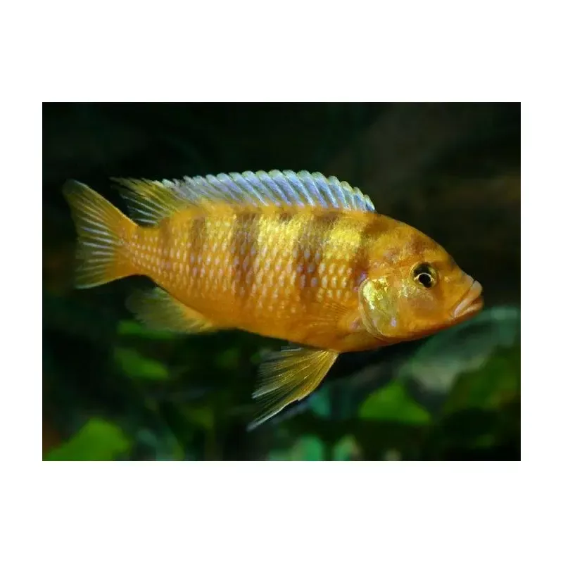 Yellow Morph