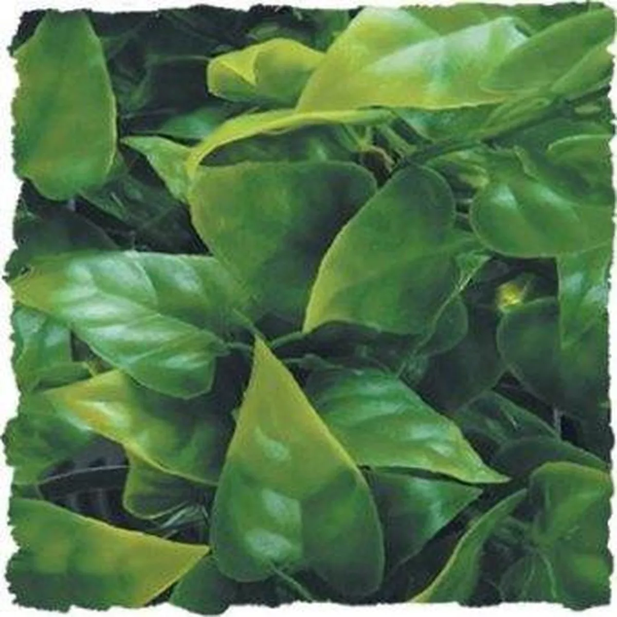 Zoo Med Mexican Phyllo Reptile Plant, Medium